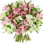 Альстромерии бело-розовый микс